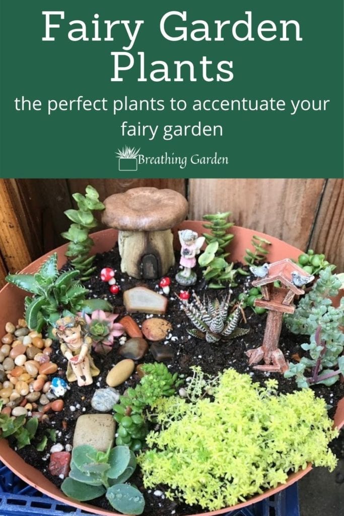 The best succulents and other plants to create a beautiful and magical fairy garden.