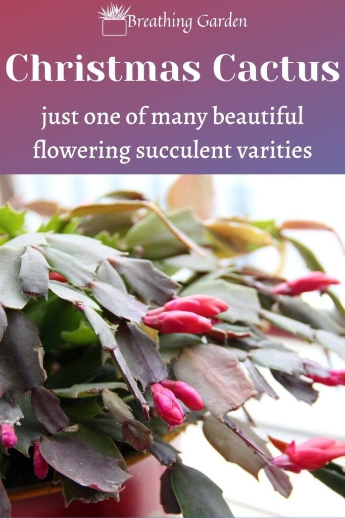 The Christmas cactus is one of many types of succulents that flower. Perfect for an indoor plant.