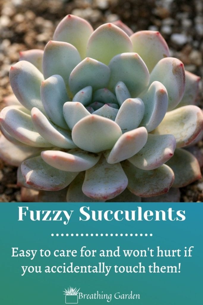 Fuzzy succulents are great because they are so easy to care for, and perfect as house plants.