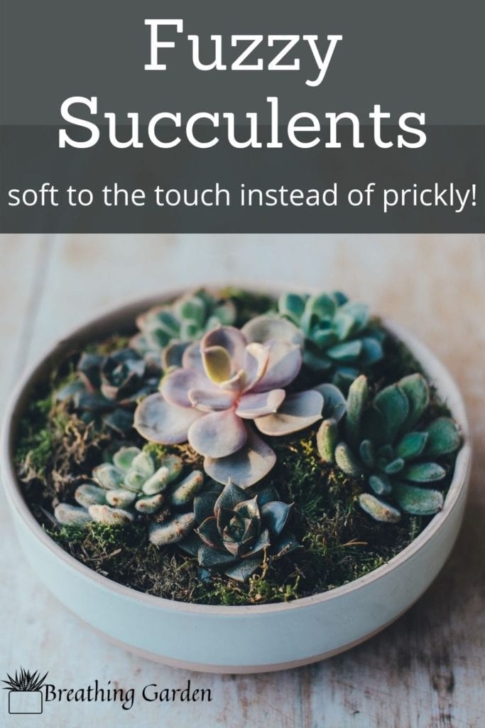These are great potted succulents for any room, and won't accidentally poke you!