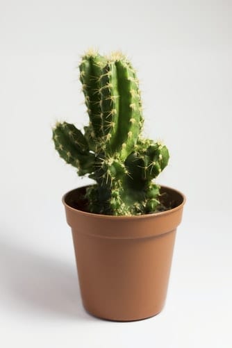 cactus in small pot