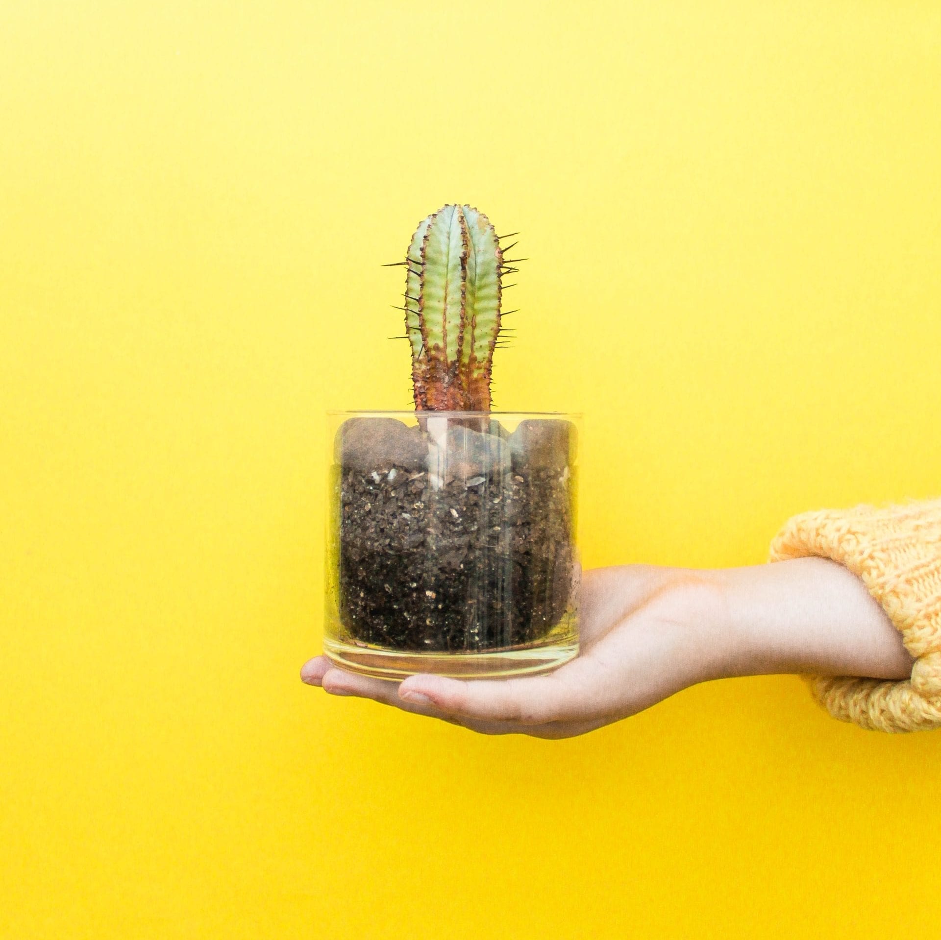 cactus in clear pot