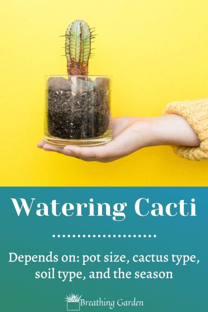 how often should I water my cactus? There are a few variables to account for when trying to decide whether or not to water it!