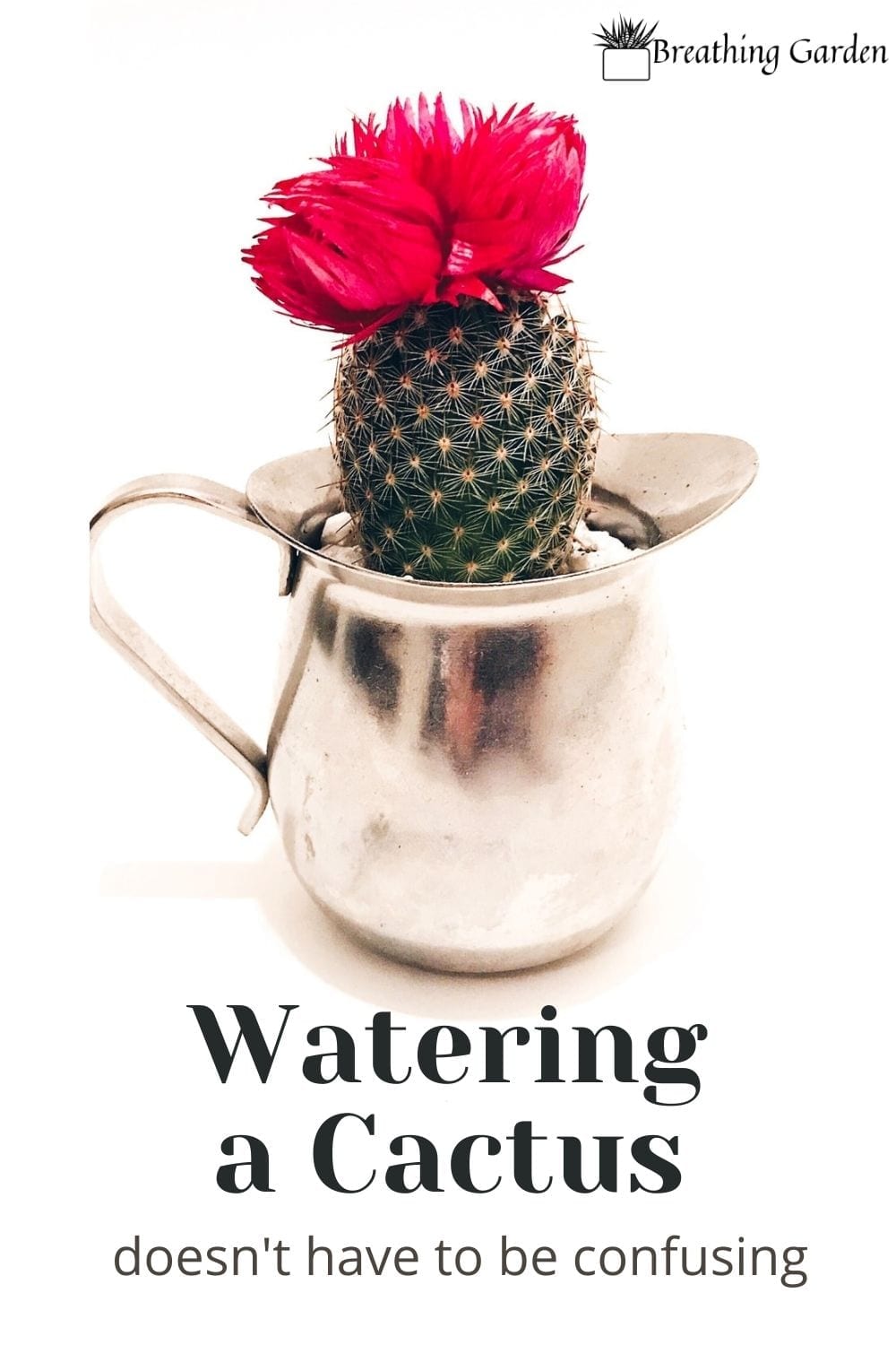 How Often Should I Water My Cactus? Find Out With These Simple Tips