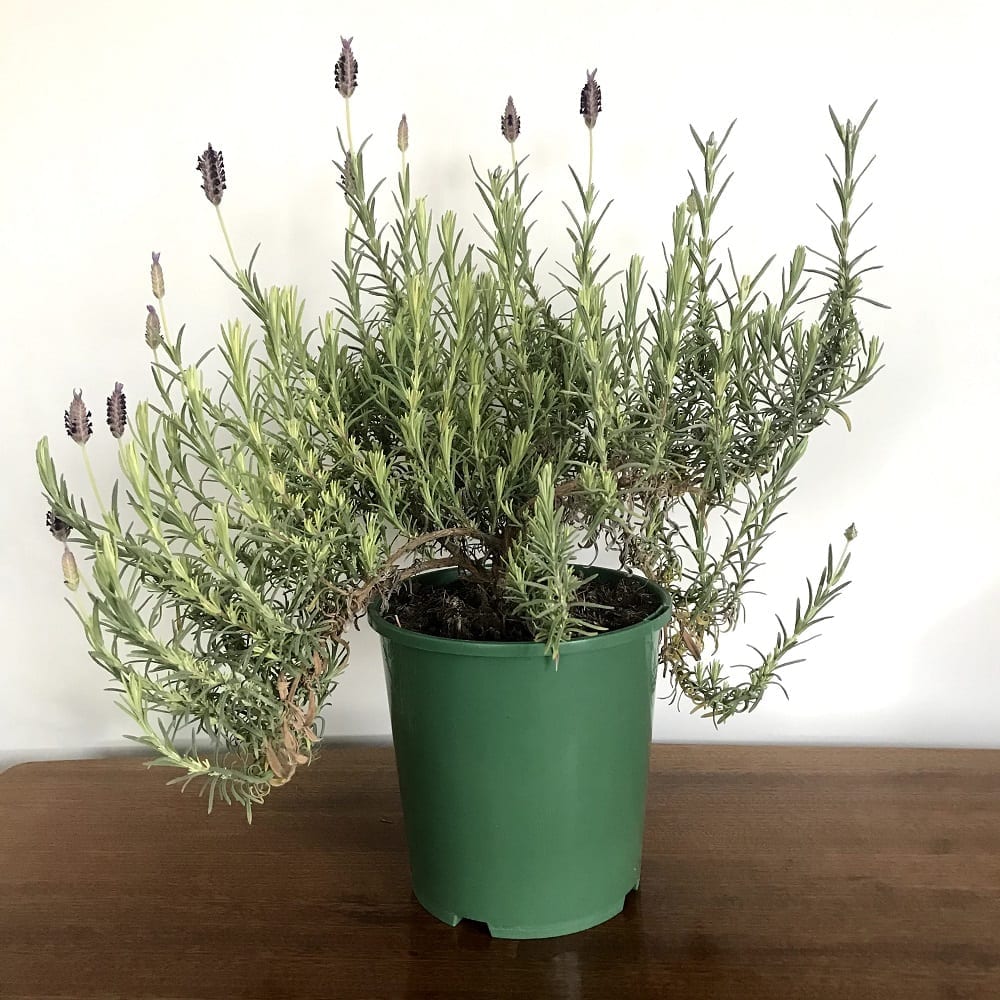 Growing Lavender Indoors - Lavender in Pot - Lavender Indoors.  Potted  lavender, Growing lavender indoors, Lavender potted plant