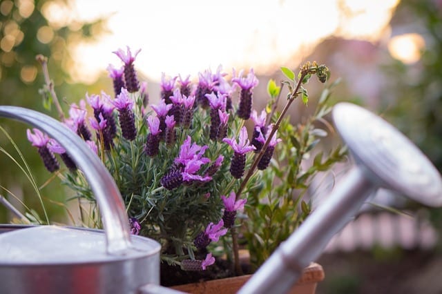 lavender next to watering can