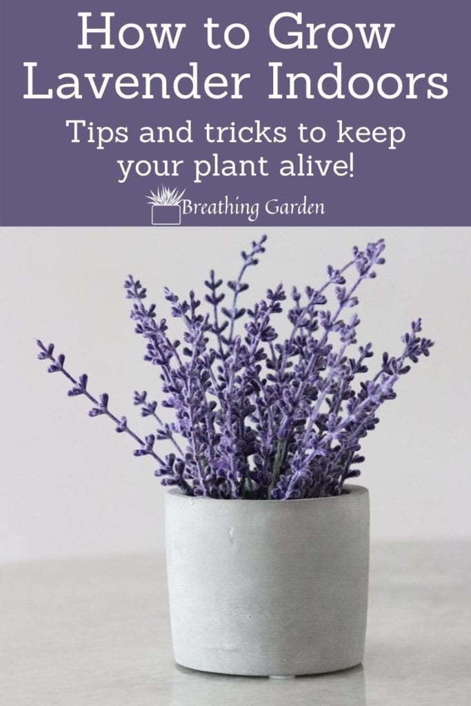 Lavender can grow giant, but you can keep it indoors easily too! Read how.