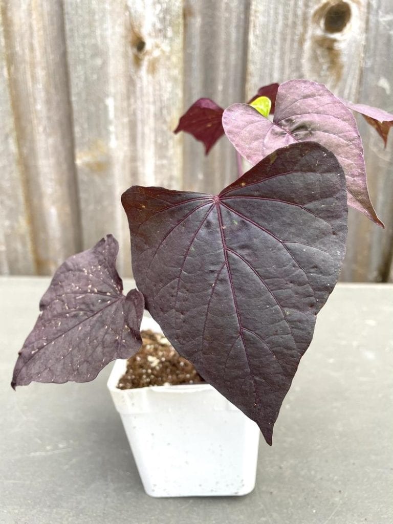 purple sweet potato vine