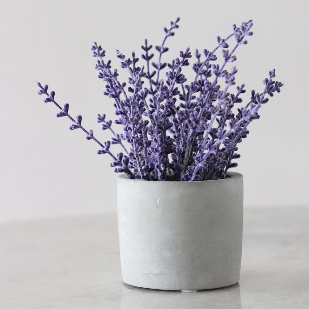 lavender in pot