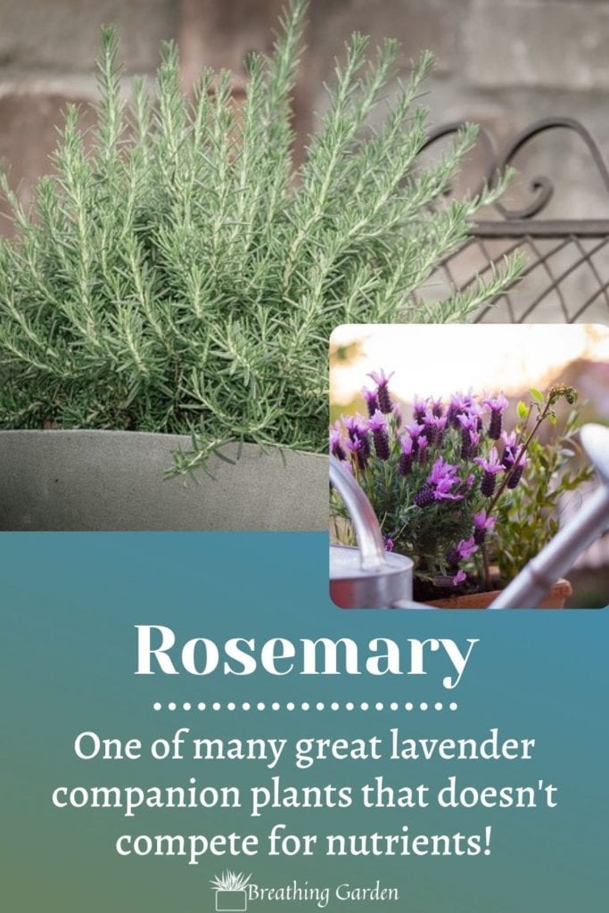 Rosemary is just one of many plants that not only smells great with lavender, but also grows really well together too!