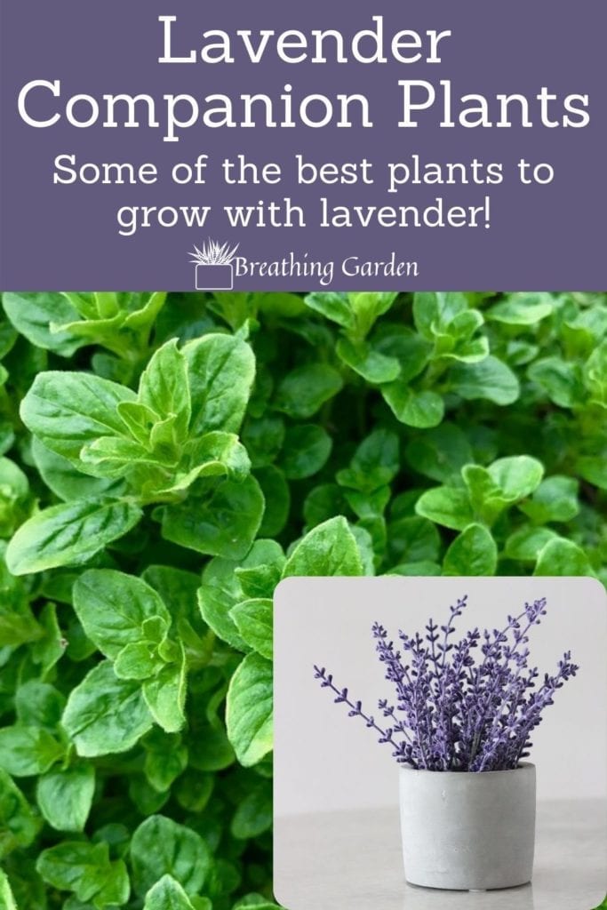 Some plants grow better with lavender than others. See what other herbs to grow in the same pot!