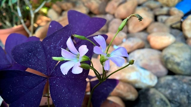 purple oxalis plant - a great purple indoor plant