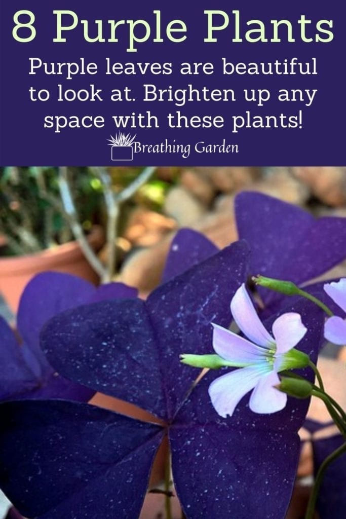 There are so many plants with purple flowers, but not as many with purple leaves. Read about these cool purple leaved plants!
