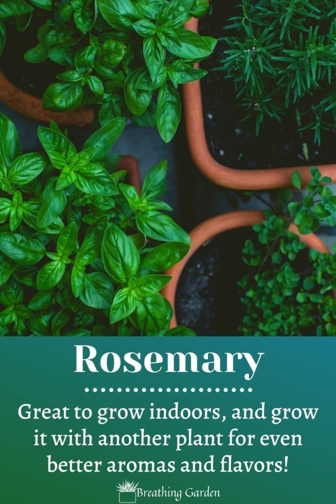 Rosemary is an amazing flavor to add to many meals. Some other herbs work wonderfully with it, and grow great together too!