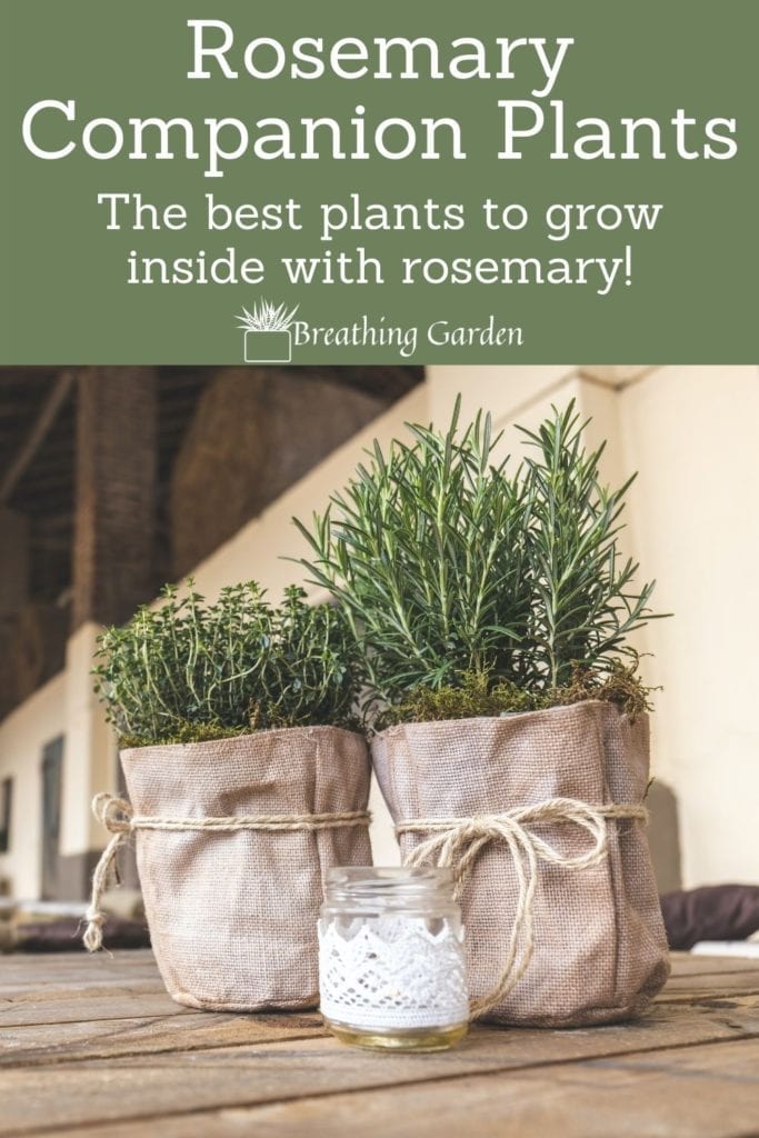 Rosemary is a great herb to grow in your kitchen! Here are some companion plants to grow with it too!