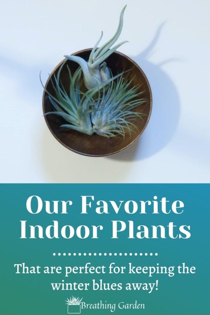 Air plants are just one of a great selection of plants to grow indoors year round!