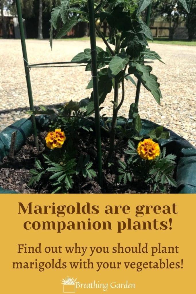 Marigolds make great companion plants for tomatoes, beans, cabbage, and so many other vegetables!