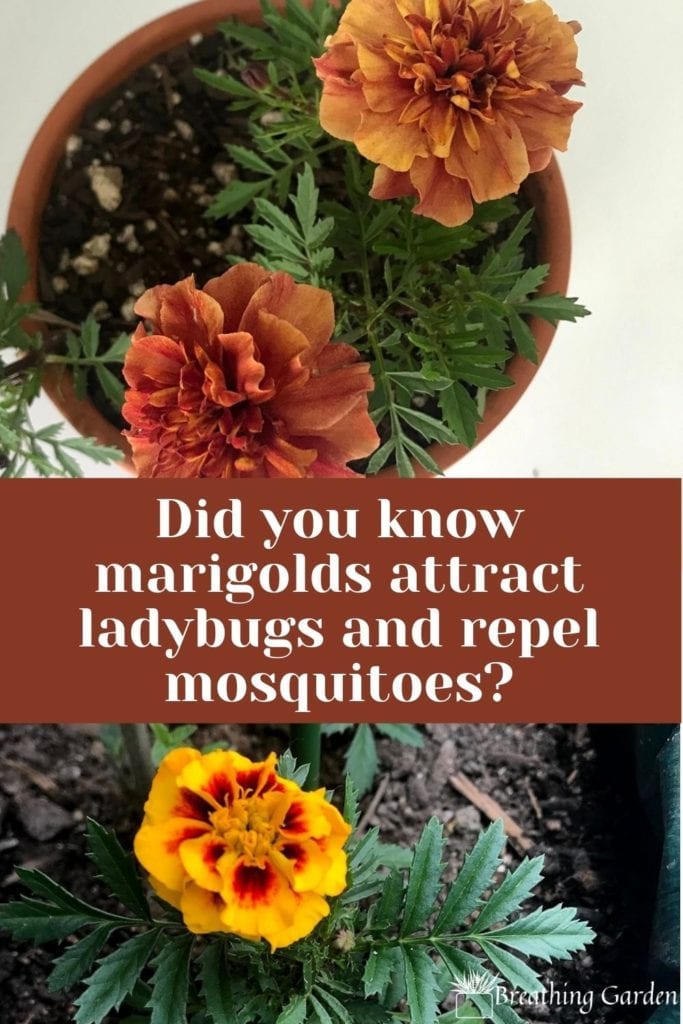 Marigolds are great at keeping the pests away and bringing the ladybugs! Find out how else they are beneficial.