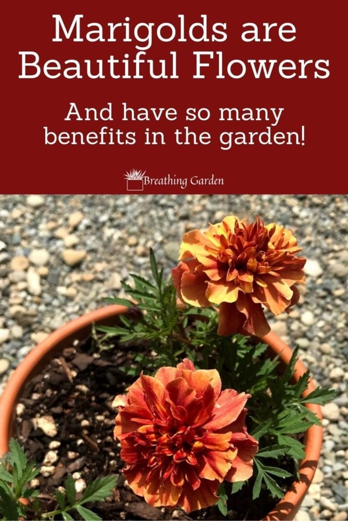 Read about the benefits of marigolds in any garden. They are great at repelling bugs and harmful nematodes!