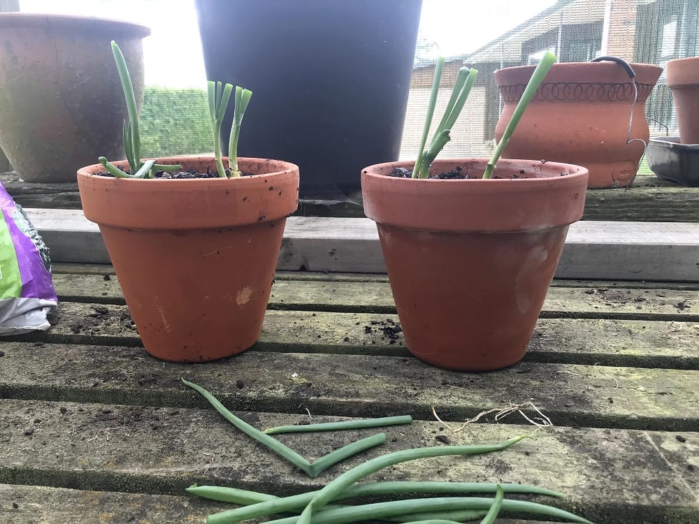 onions repotted with tops cut off