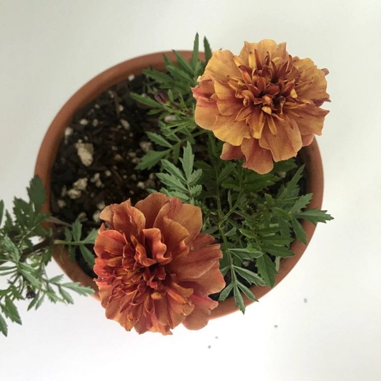Do You Know The Benefits of Marigolds? 5 Reasons To Grow Them With Your