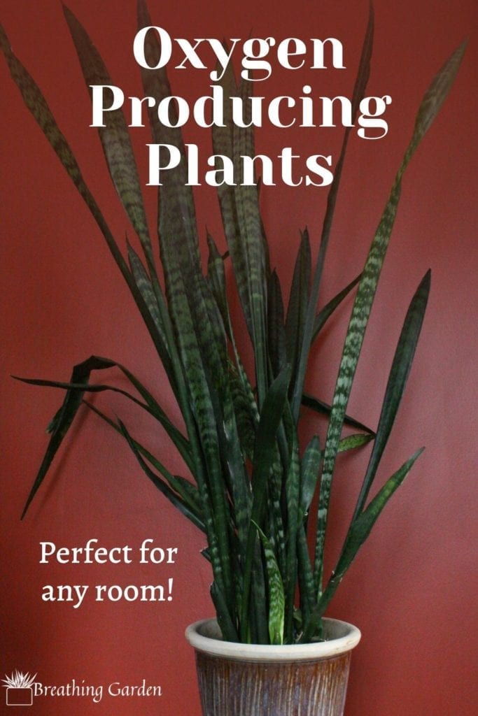 5 low maintenance air purifying plants that are great in any room! Have a small one tucked away or a statement plant.