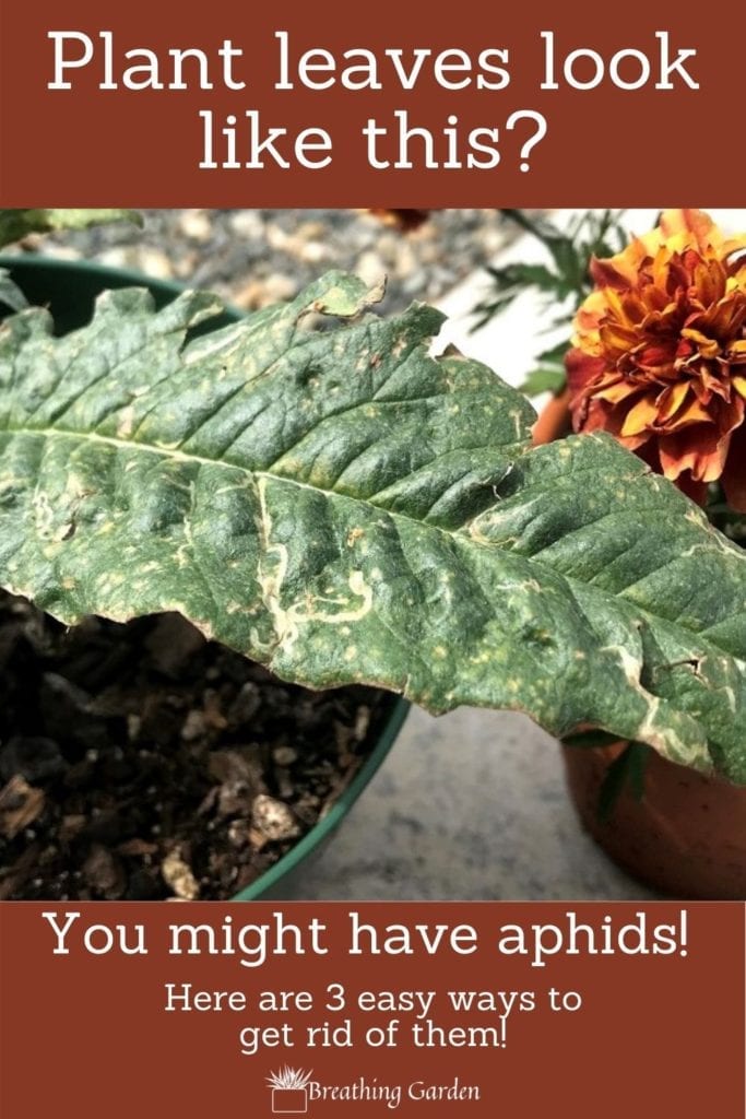 These are 3 easy, natural ways to get rid of aphids! Including what you can do to prevent aphids from occurring again. 