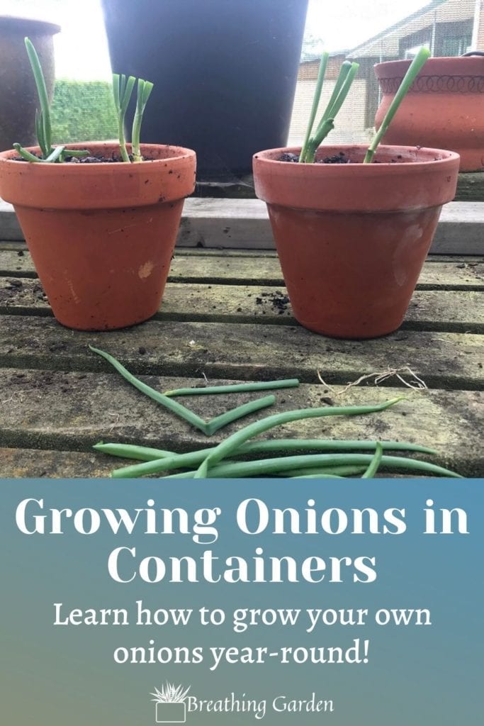 Onions are one of the easiest things to grow from food scraps. And it's easy to grow them in containers too!