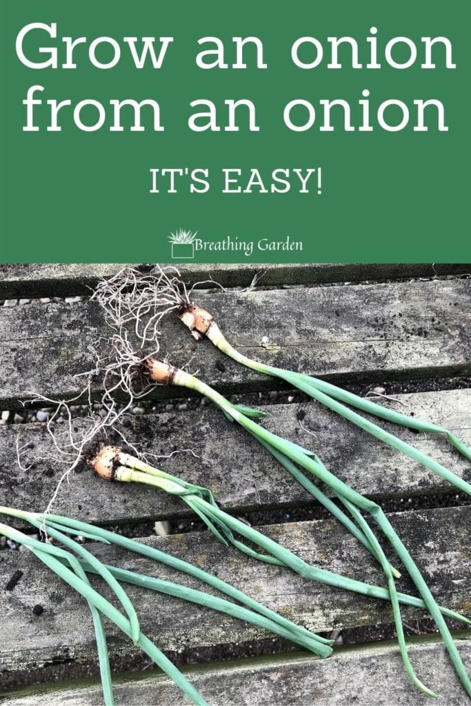 Growing an onion from another onion is a lot easier than you might think. And it's super easy to grow them in containers too!