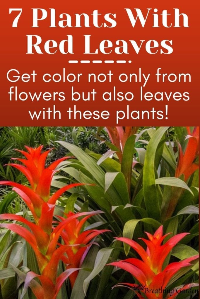 Flowers aren't the only way to have colors in a plant! Here are 7 plants with red leaves!