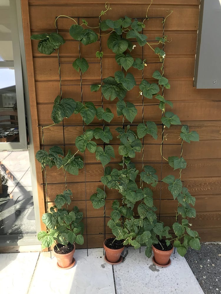 growing beans on a wall