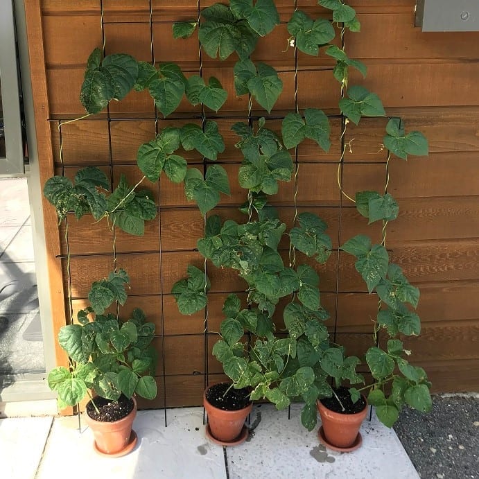grow beans in containers