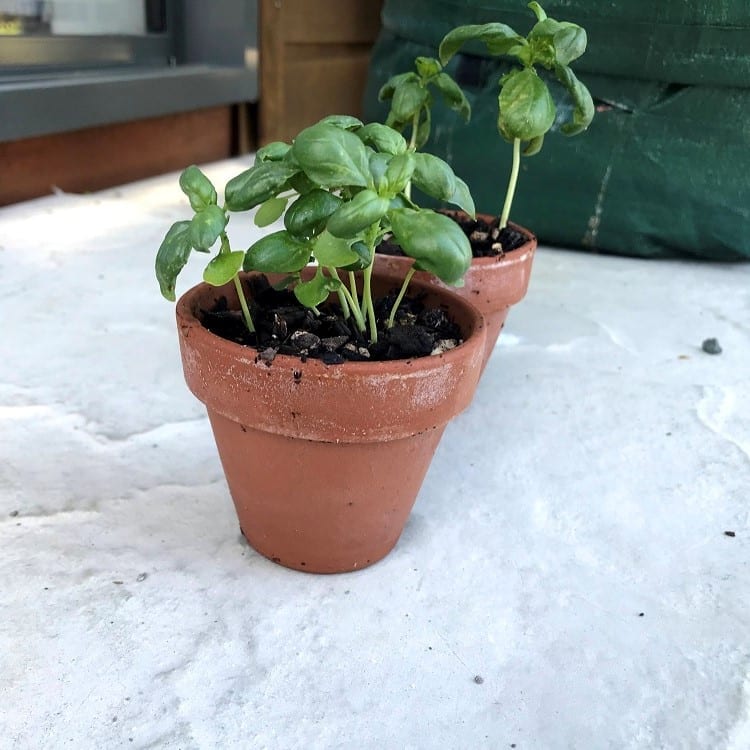small basil plants in terracotta pot