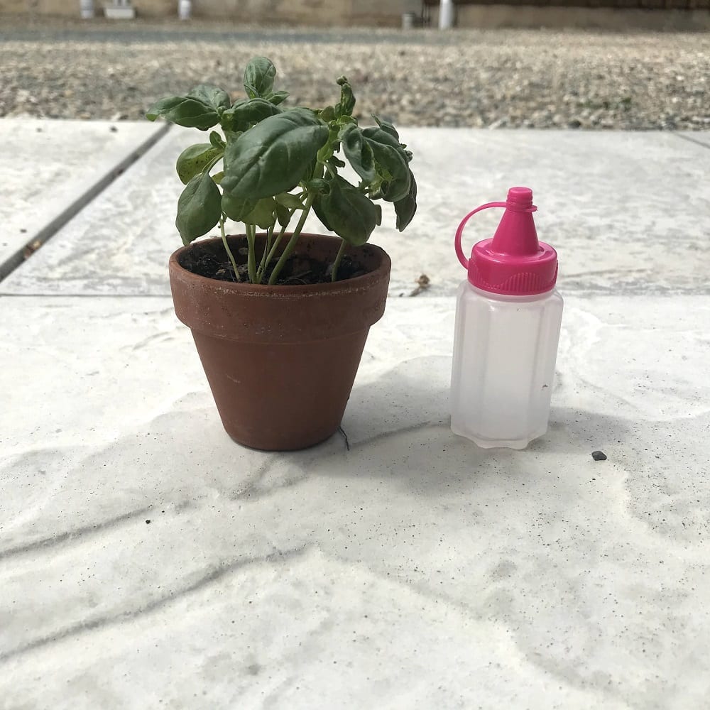 a small container (for sauces) next to a basil plant