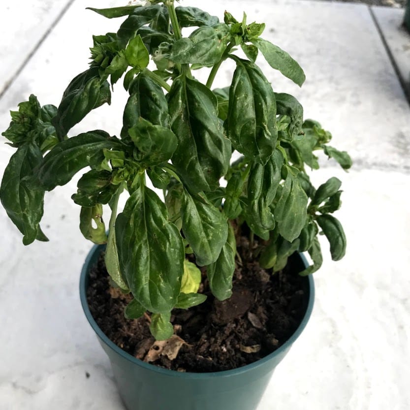 basil grown from seed