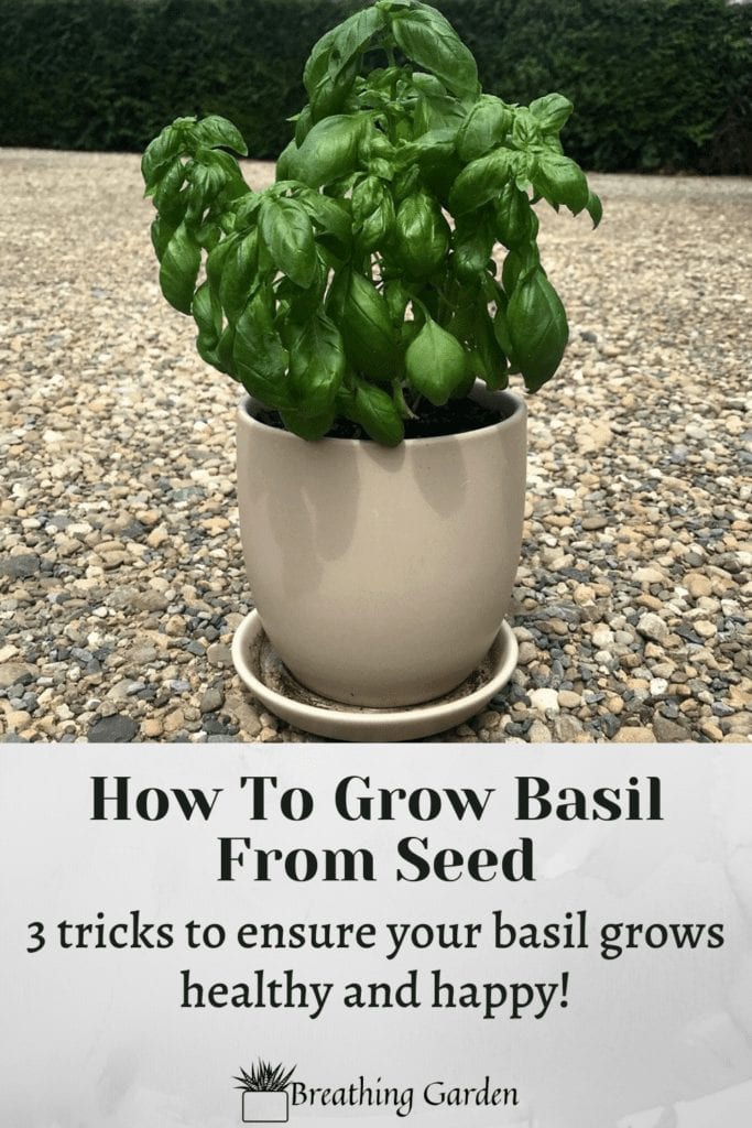 Growing basil from seed can seem difficult. But if you use the right tricks it can grow into a healthy basil plant!