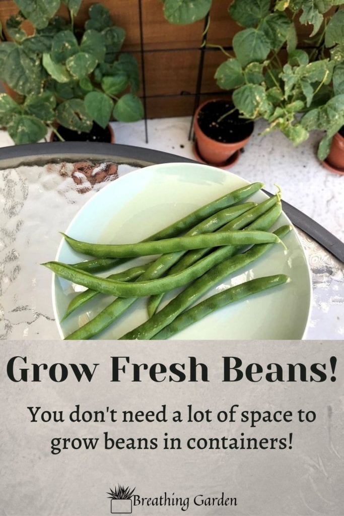 Beans are really easy to grow in containers! You don't need much space or dirt for these to thrive!