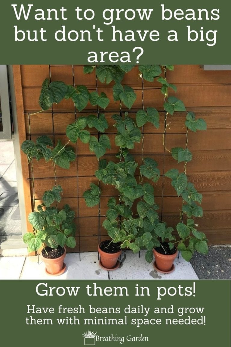 How To Grow Beans In Containers: Growing Beans When You Have No Space ...