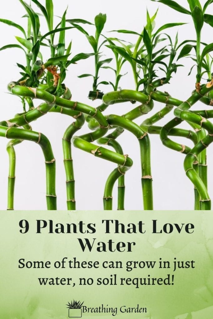 These 9 plants either love water, or can live in it with no soil needed!