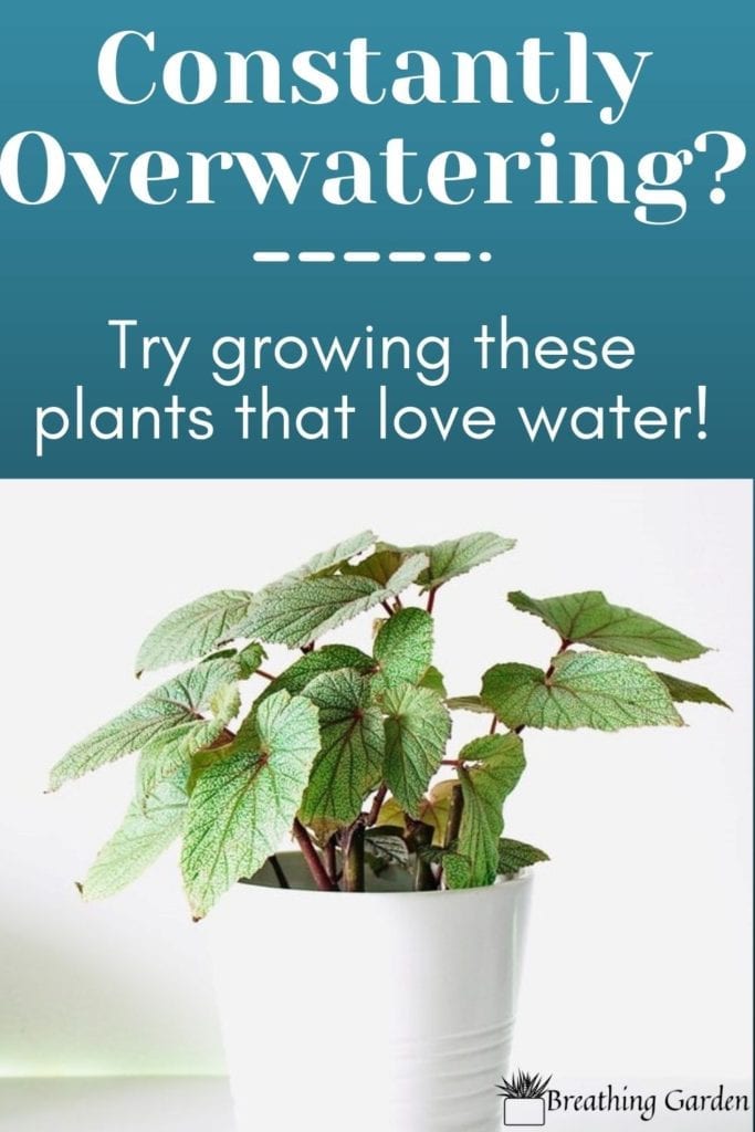Overwatering plants can be a big problem. Here are 9 plants that love water and you don't have to worry about overwatering!