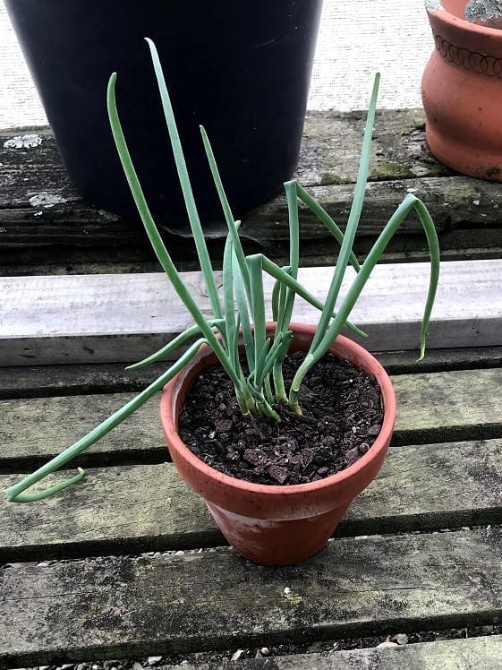 Grow Onions From Onions