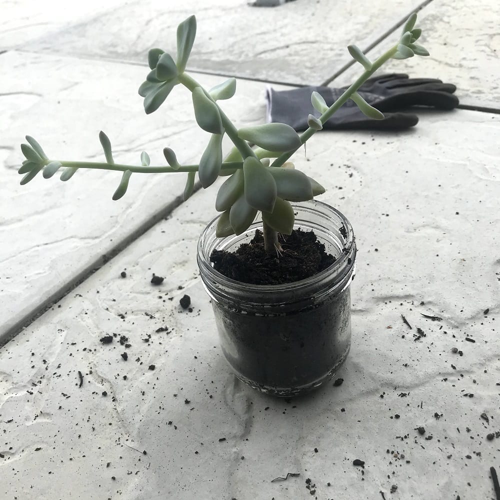 putting a succulent into soil