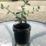 repotted succulent