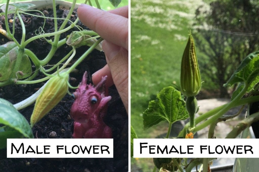 male vs female spaghetti squash flower