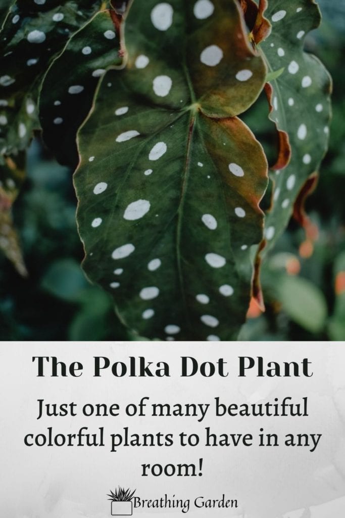 The polka dot plant is a stunning houseplant to have! Read about it and 5 other colorful houseplants