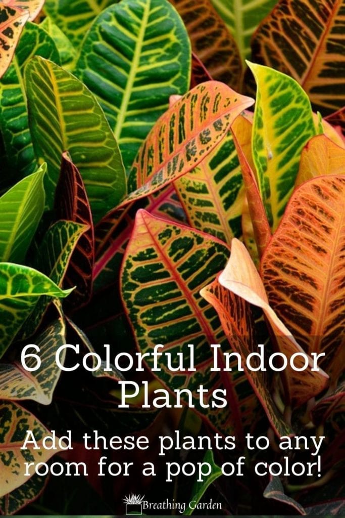 Plants are great for adding life and vibrancy to any room. Try these colorful indoor plants in your indoor garden!
