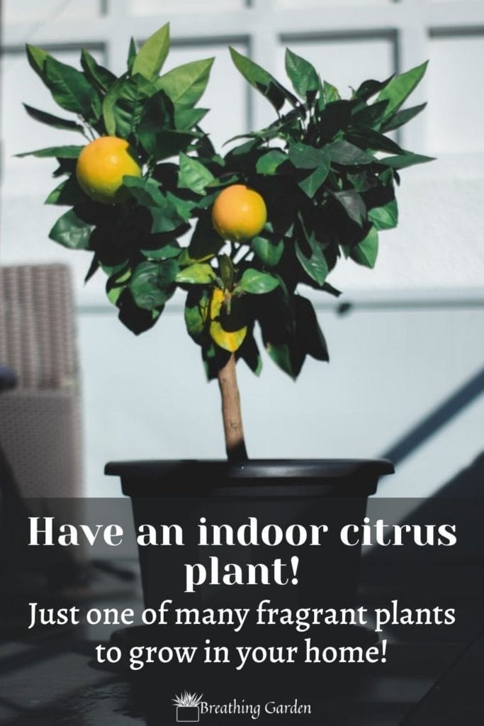 Indoor citrus plants are one of many wonderful plant ideas to add beautiful fragrances to any room!