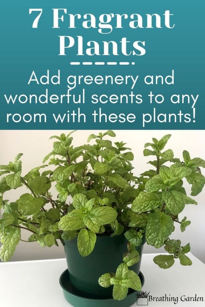 Not only can plants add a pop of color to the room, but they can also add fragrance in the way of citrus, lavender, mint, or many others! Read for some of the best fragrant houseplants.