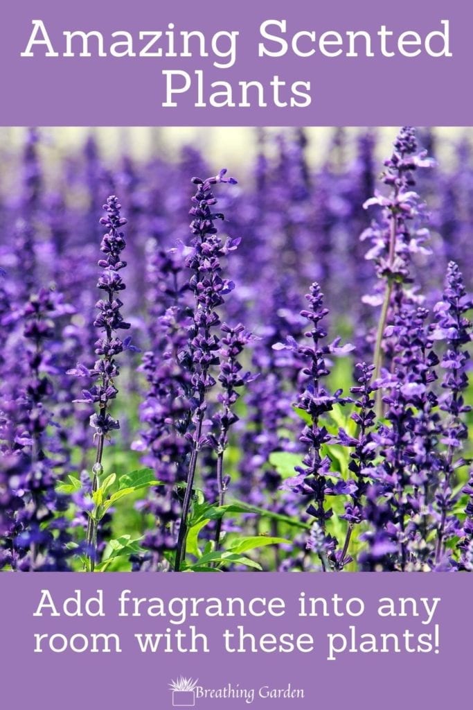 Lavender is an extremely popular and common plant that adds amazing scents to any room. Here are 6 other fragrant indoor plants!