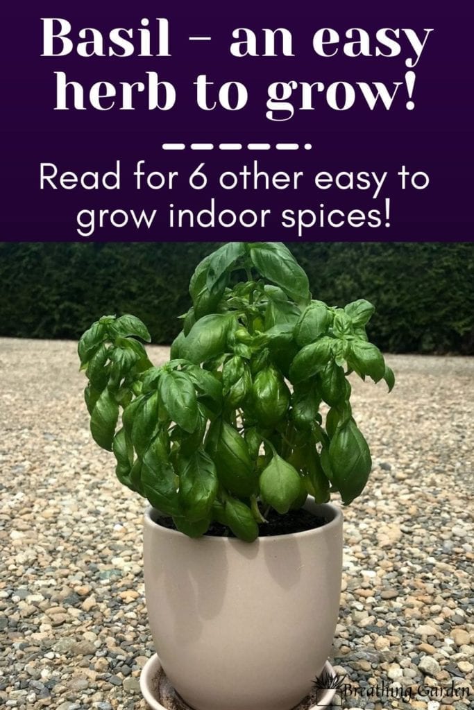 It's so easy to have your own herbs and spices growing indoors! Here are 7 easy  kitchen plants!